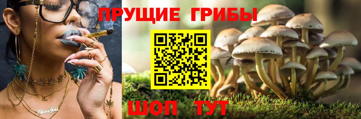 Галлюциногенные грибы GOLDEN TEACHER Вичуга